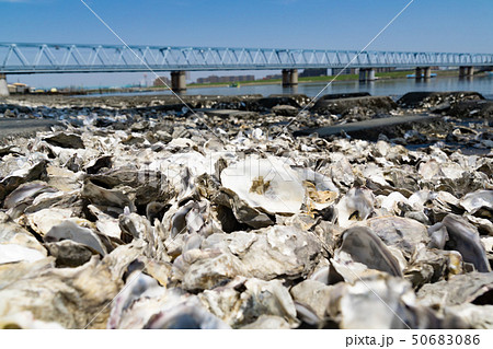 江戸川河川敷　貝殻だらけ　牡蠣　カキ 50683086
