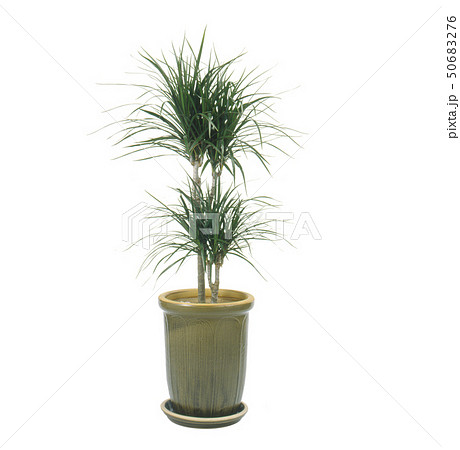 コンシンネ Dracaena Concinna(白背景、切り抜き) コンシンネ Dracaena Concinna(白背景、切り抜き) 50683276