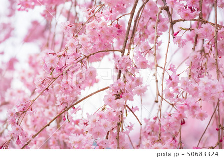 しだれ桜　春　花　高見の郷　奈良県　2019年4月 50683324