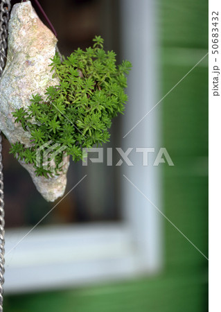 貝殻と多肉植物 貝殻と多肉植物 50683432