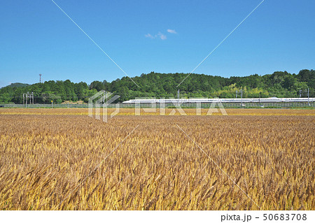 麦秋を行く新幹線 麦秋を行く新幹線 50683708