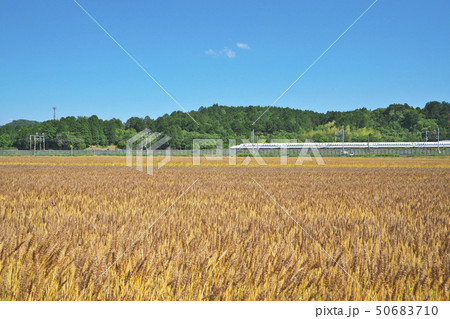 麦秋を行く新幹線 麦秋を行く新幹線 50683710