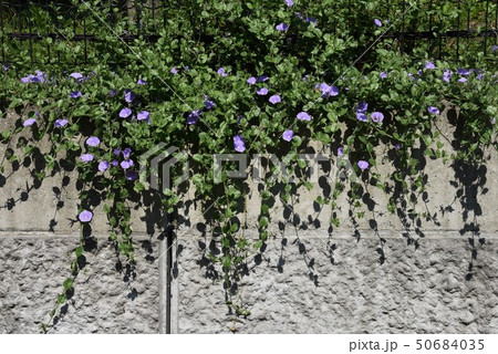 コンボルブルス(セイヨウヒルガオ) コンボルブルス(セイヨウヒルガオ) 50684035