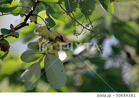 ヌルデ フシノキ、カチノキ、カツノキ、ヌルデシロアブラムシ、虫こぶ、ヌルデシロアブラムシ ヌルデ フシノキ、カチノキ、カツノキ、ヌルデシロアブラムシ、虫こぶ、ヌルデシロアブラムシ 50684381