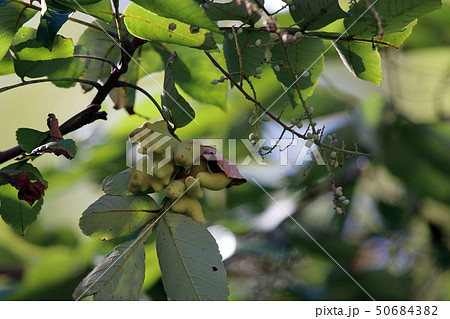 ヌルデ フシノキ、カチノキ、カツノキ、ヌルデシロアブラムシ、虫こぶ、ヌルデシロアブラムシ ヌルデ フシノキ、カチノキ、カツノキ、ヌルデシロアブラムシ、虫こぶ、ヌルデシロアブラムシ 50684382