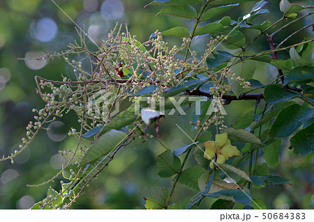 ヌルデ フシノキ、カチノキ、カツノキ、ヌルデシロアブラムシ、虫こぶ、ヌルデシロアブラムシ ヌルデ フシノキ、カチノキ、カツノキ、ヌルデシロアブラムシ、虫こぶ、ヌルデシロアブラムシ 50684383