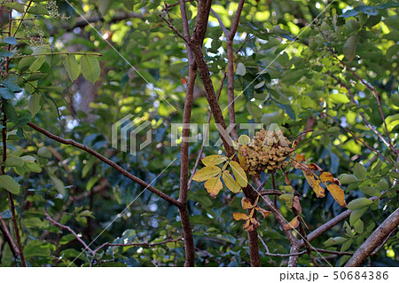 ヌルデ フシノキ、カチノキ、カツノキ、ヌルデシロアブラムシ、虫こぶ、ヌルデシロアブラムシ ヌルデ フシノキ、カチノキ、カツノキ、ヌルデシロアブラムシ、虫こぶ、ヌルデシロアブラムシ 50684386