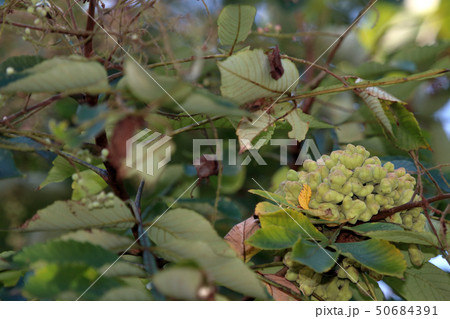 ヌルデ　フシノキ、カチノキ、カツノキ、ヌルデシロアブラムシ、虫こぶ、ヌルデシロアブラムシ 50684391