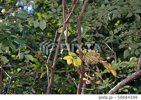 ヌルデ　フシノキ、カチノキ、カツノキ、ヌルデシロアブラムシ、虫こぶ、ヌルデシロアブラムシ 50684399