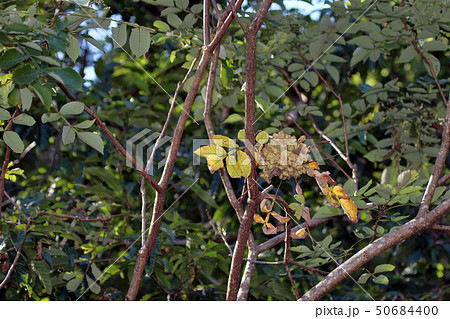ヌルデ　フシノキ、カチノキ、カツノキ、ヌルデシロアブラムシ、虫こぶ、ヌルデシロアブラムシ 50684400