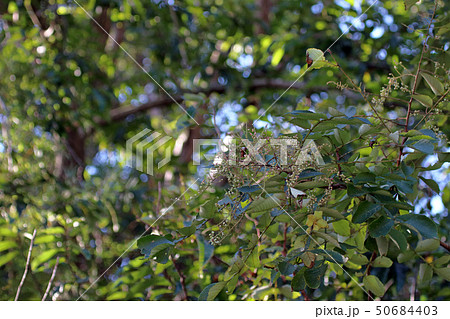 ヌルデ　フシノキ、カチノキ、カツノキ、ヌルデシロアブラムシ、虫こぶ、ヌルデシロアブラムシ 50684403