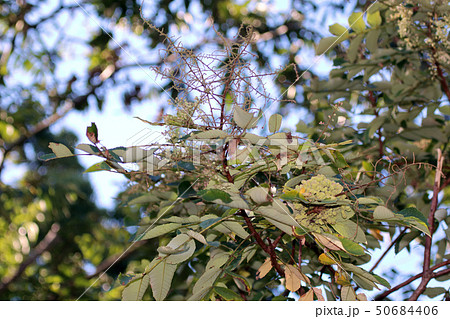 ヌルデ　フシノキ、カチノキ、カツノキ、ヌルデシロアブラムシ、虫こぶ、ヌルデシロアブラムシ 50684406