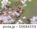 さくらの花びらをくわえるスズメ 50684559