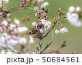 さくらの花びらをくわえるスズメ 50684561