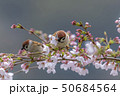 さくらの花びらをくわえるスズメ 50684564