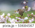 さくらの花びらをくわえるスズメ 50684567