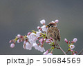 さくらの花びらをくわえるスズメ 50684569