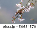 さくらの花びらをくわえるスズメ 50684570