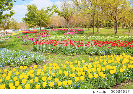 春の公園 チューリップ花畑 春の公園 チューリップ花畑 50684617