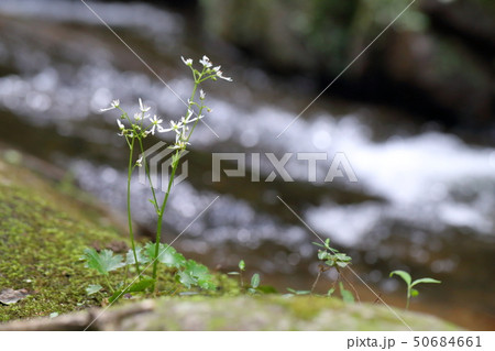 大文字草 50684661