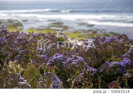 ラホヤ　サンディエゴ　カリフォルニア 50685018