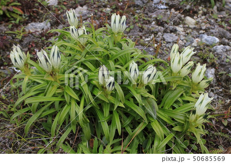 クモイリンドウ_開いている花 50685569