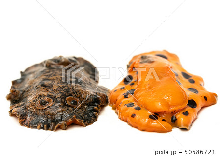 クモガタウミウシ 50686721