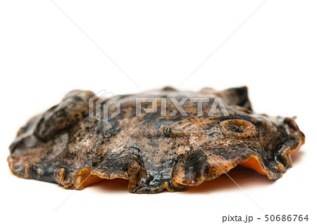 クモガタウミウシ 50686764