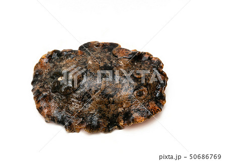 クモガタウミウシ 50686769