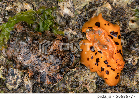 クモガタウミウシ 50686777