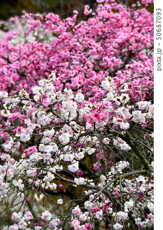 岡山井原市の野上町の花桃の里 岡山井原市の野上町の花桃の里 50687093