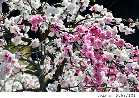 岡山井原市の野上町の花桃の里 50687101