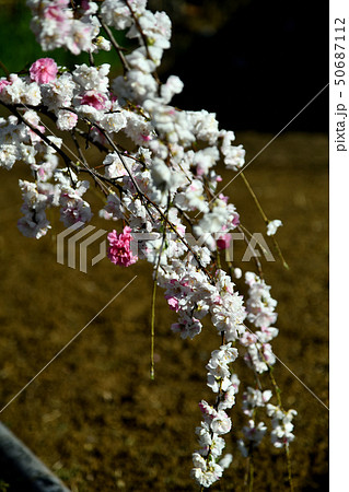 岡山井原市の野上町の花桃の里 50687112