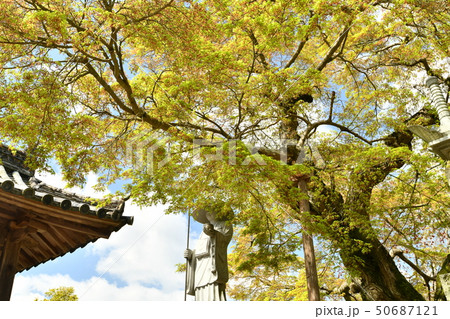 岡山県矢掛町の囶勝寺 岡山県矢掛町の囶勝寺 50687121