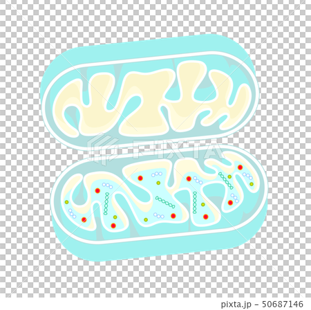 線粒體切掉的線粒體傳染媒介例證 50687146