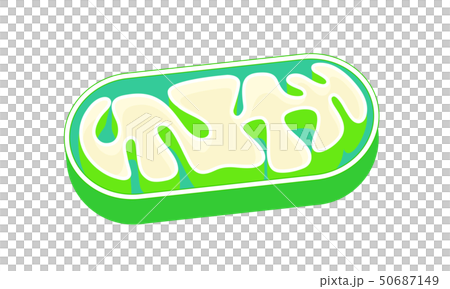 Mitochondrial cutaway mitochondria vector illustration 50687149