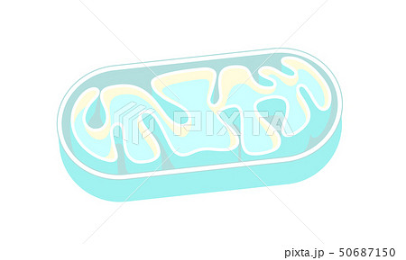 ミトコンドリアの断面図 mitochondria ベクター イラスト 50687150