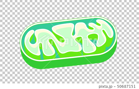 線粒體切掉的線粒體傳染媒介例證 50687151
