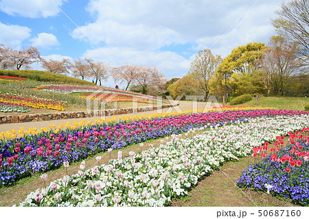 春の公園　チューリップの花畑 50687160