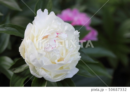 白い芍薬 白い芍薬 50687332