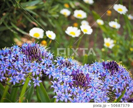 オオツルボの青紫の花の写真素材