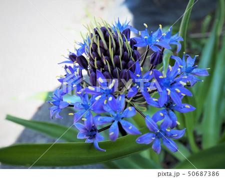 オオツルボの青紫の花 50687386