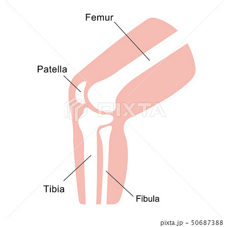 足 膝 関節部 骨 図解 イラスト 英語 のイラスト素材 50687388 Pixta