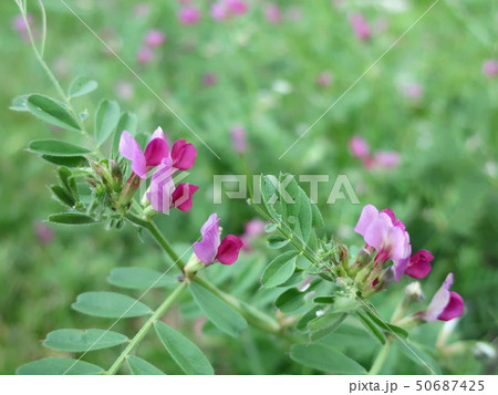 カラスノエンドウ 50687425