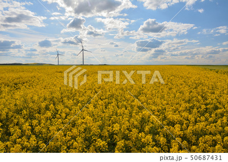 菜の花畑に立つ風力発電所 - チェコ 50687431