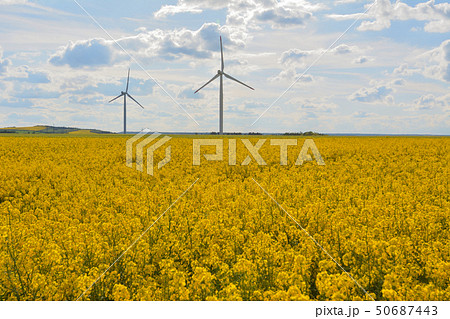 菜の花畑に立つ風力発電所 - チェコ 50687443