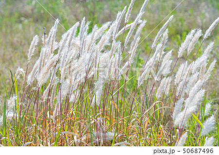 春　チガヤの穂 50687496