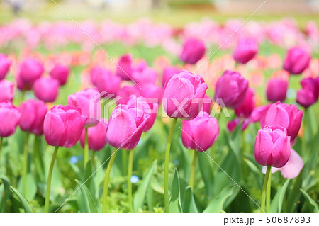 春の公園 チューリップ花畑 春の公園 チューリップ花畑 50687893