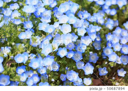 ネモフィラの花 50687894