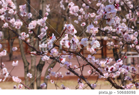 桜 万 春 50688098